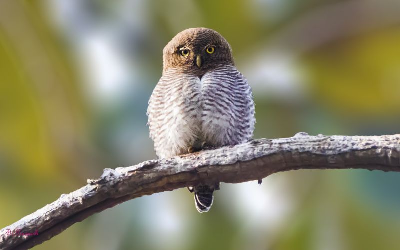 Jungle Owlet